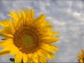 Emiliana Torrini - If you go away