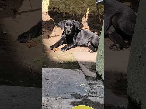 🐶 Bhairav🖤#dog #cuteanimal #youtubeshorts #trendingshorts #labrador