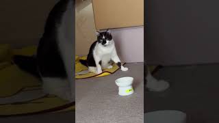 【エヴァンゲリオン】#ねこ#にゃんプロ#猫のいる生活#シルバー#ネモ