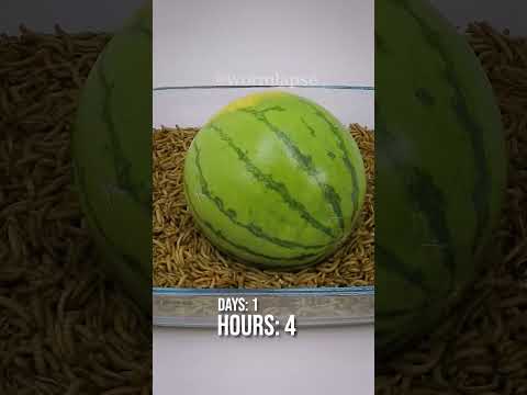 10 000 Mealworms vs. WATERMELON
