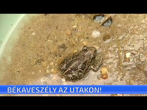 CTV híradó - Rövid híreink - 2022. április 4. szerda