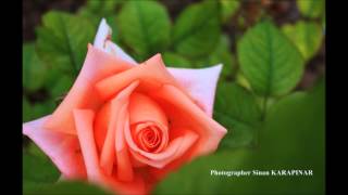 Celaleddin ADA - Dost Bulamadım