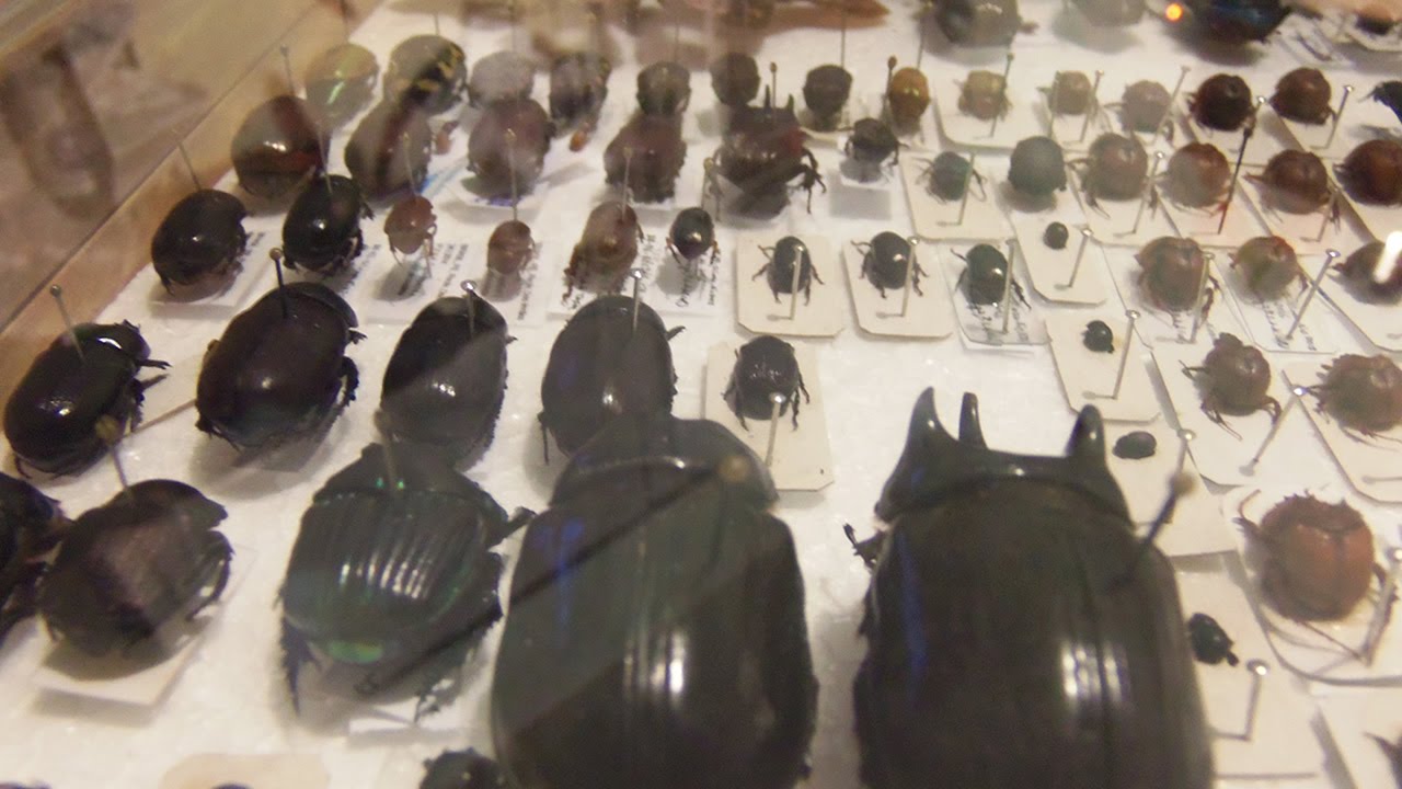 COMO MONTAR INSETOS #1 - Ordem Coleoptera - Coleção Entomológica