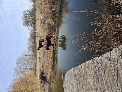 Csodaszép birtok tóval,  lóistállókkal nagyon kedvező áron