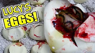 MY GIANT SNAKE (Lucy's) EGGS ARE HATCHING!! COW RETIC GETS CAGE AT MY REPTILE ZOO!! | BRIAN BARCZYK by Brian Barczyk