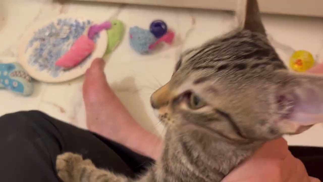 Enlarge Summer, a Adoptable mixed breed in Rocky Hill, CT video 6/6
