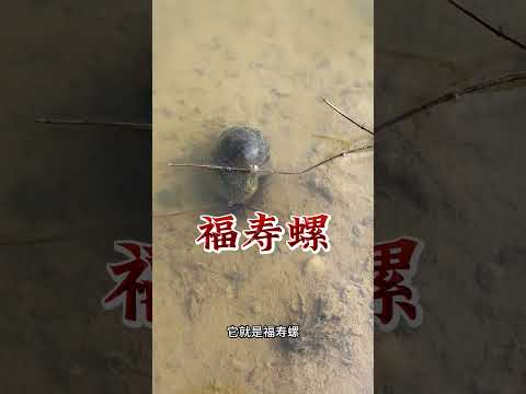 石螺和田螺还有福寿螺, 它们都有什么区别呢?
