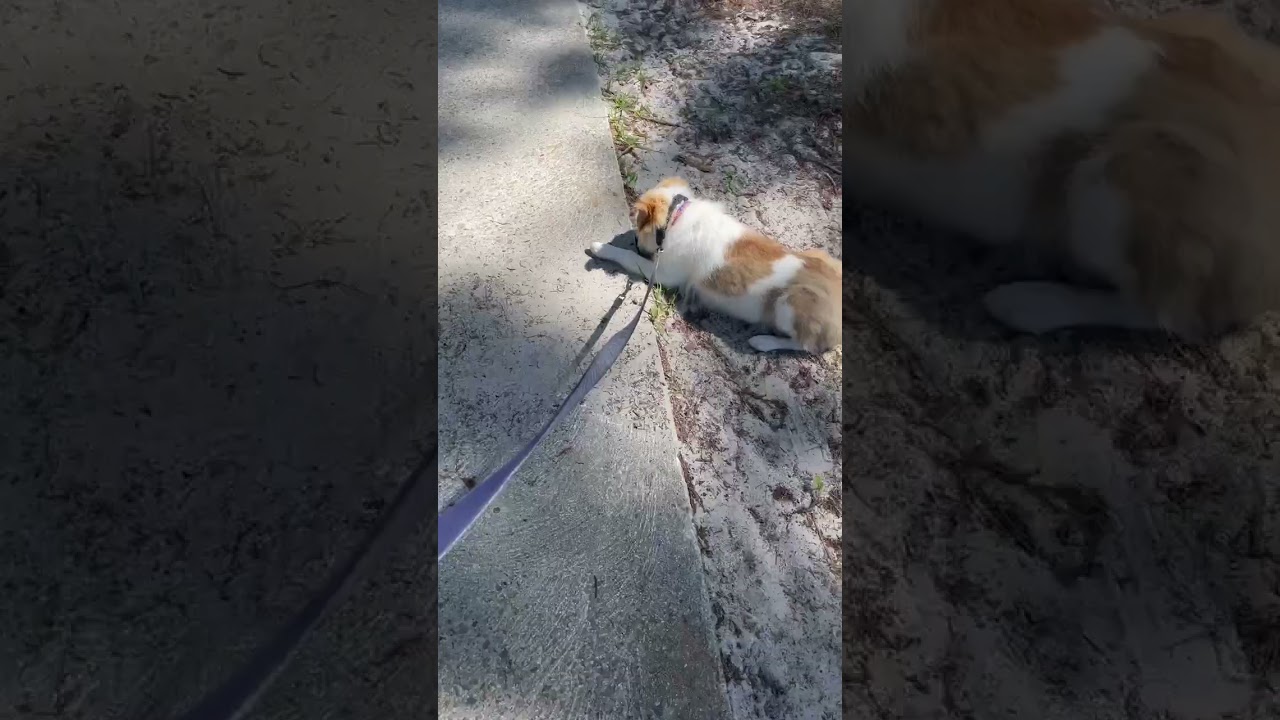 Dog Training - Brody Learning Sit & Down On A Walk