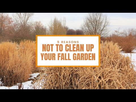 5 Reasons Why You Shouldn't Clean Up Your Fall Garden 🍁☀️✨