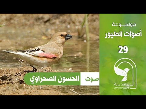 Sivák pustatinný (Rhodospiza obsoleta) — video o speve a chove