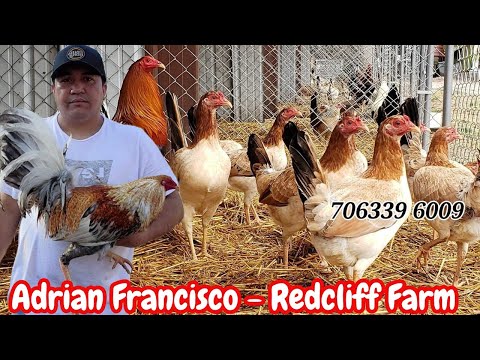 Adrian Francisco - Big Farm Greorgia USA Breeding Season & Feeding Time Beautiful Quality Birds