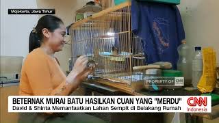 Download lagu Beternak Murai Batu Hasilkan Cuan Yang 'Merdu' mp3 Download lagu Beternak Murai Batu Hasilkan Cuan Yang 'Merdu' mp3