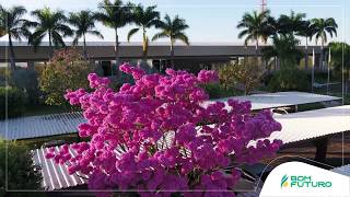 Ipê-rosa - Matriz Cuiabá