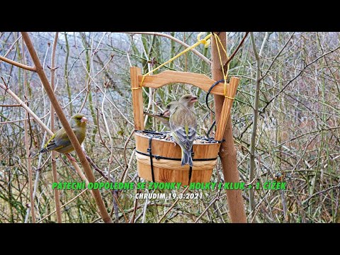 Páteční odpoledne se ZVONKY - HOLKY - KLUK + 1 ČÍŽEK -  Chrudim 19.32021