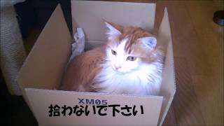 ＲＵＭダンボール大好き