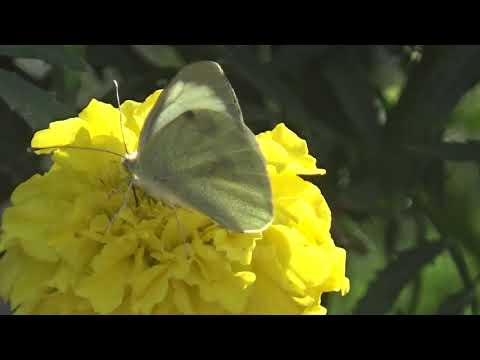 Beautiful Butterfly on Flowers | Best Natural Views | Nature Video by Abdul Majeed Batti