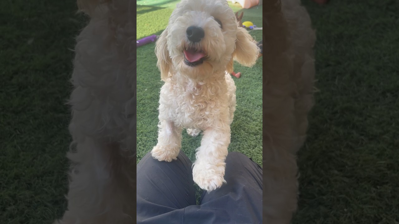 DUTCHESS is #adoptable in Phx., Az! More info online at www.chitownrescue.org