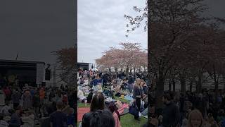 デンマークの桜祭り🌸🇩🇰 #国際恋愛 #vlog #デンマーク #桜祭り