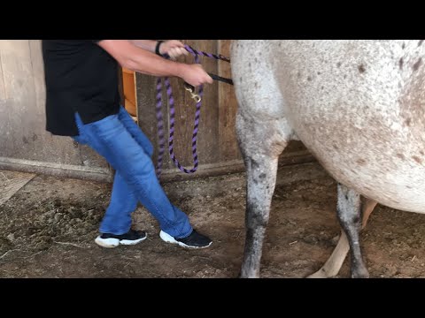 Leadlinding braking  colt