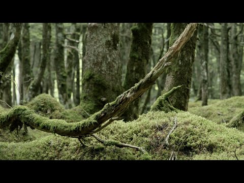 COMA-CHI feat. Josef Leimberg - Water (Kaidi Tatham Remix) (Official Video)