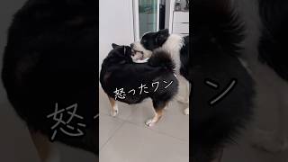 怒ってるの？