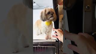 Video preview image #1 Shih Tzu Puppy For Sale in Benton, LA, USA