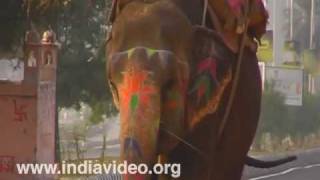 Elephant safari, Amber Fort, Jaipur 