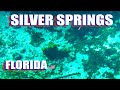 Silver Springs Florida Virtual Glass Bottom Boat Tour And Wild Monkeys