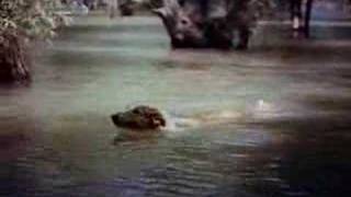 Lassie Come Home (1943) Video