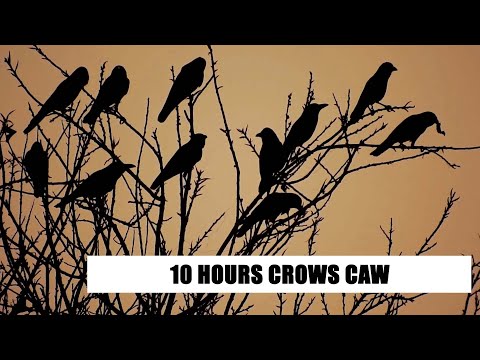 CROWS CAW - 10 HOURS