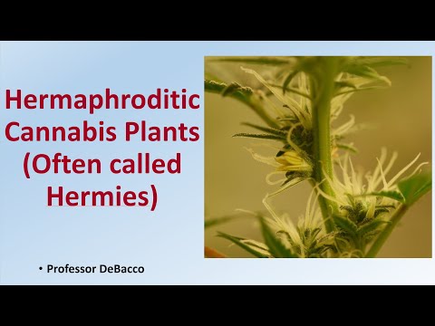 Hermaphroditic Cannabis Plants Often called Hermies