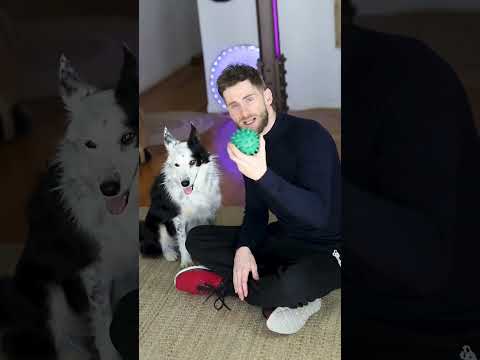 Trick for lazy people with dogs 🐕 #dogs #bordercollie #pets #dogtraining