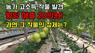 온실하우스 스마트팜..농약 안 쓰고 응애,총채벌레,가루이 천적으로 잡는다..평당 매출 20만원 고소득