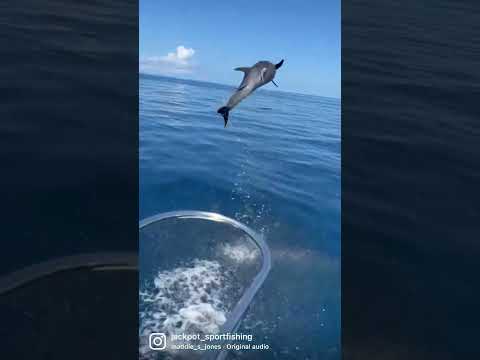 Dolphin Olympic! 💪🏅🙌