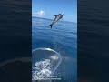 Dolphin Olympic