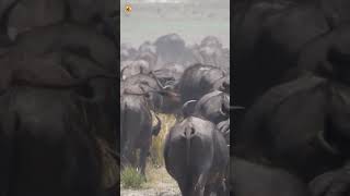 African Buffalo Sounds (At Chobe National Park In Botswana)