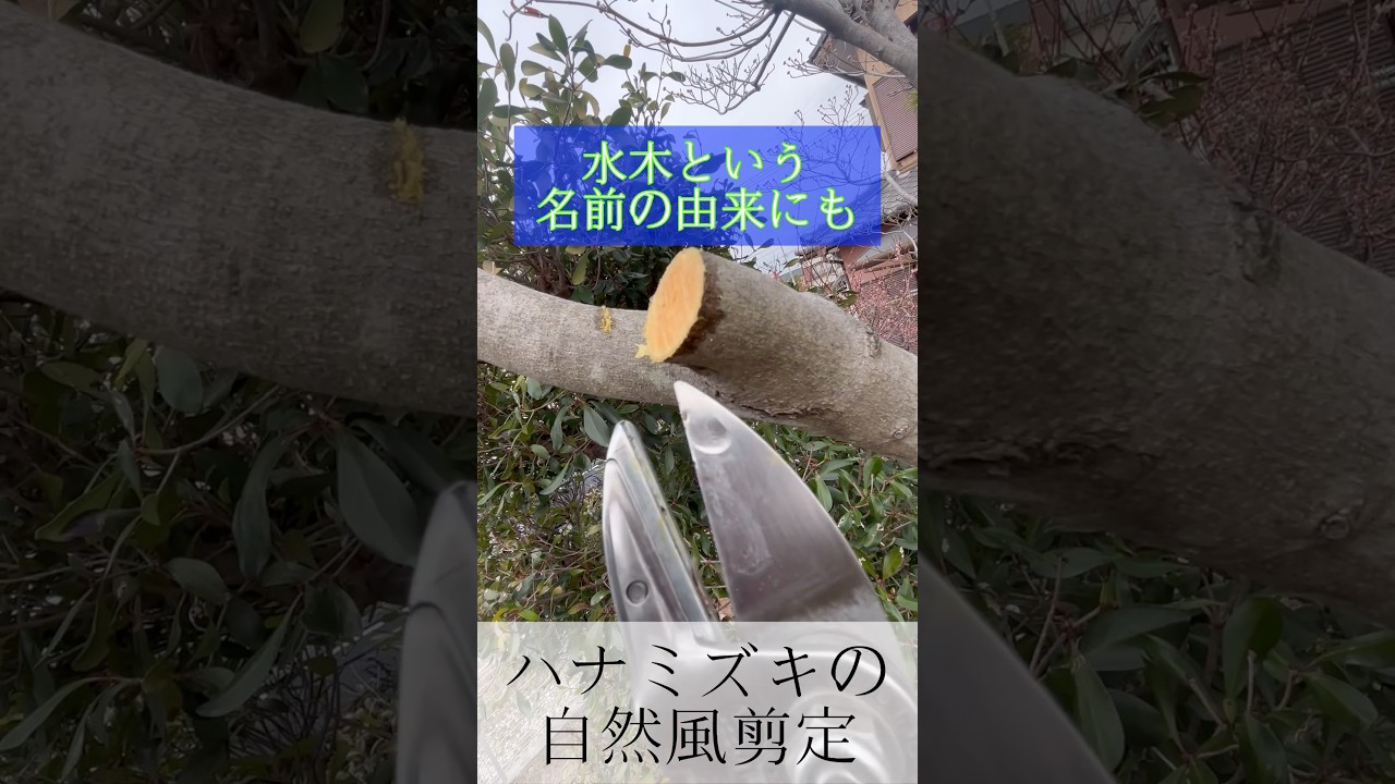 ハナミズキは軽目に自然風剪定で仕上げる