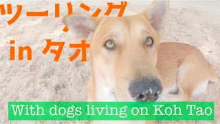 【タオ島★ツーリング】with 海沿いで島民と暮らす犬たち(ENG.SUB) in Thailand