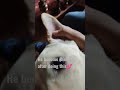 If You Dog Is Angry Rub You Dogs Ears With Your Thumb