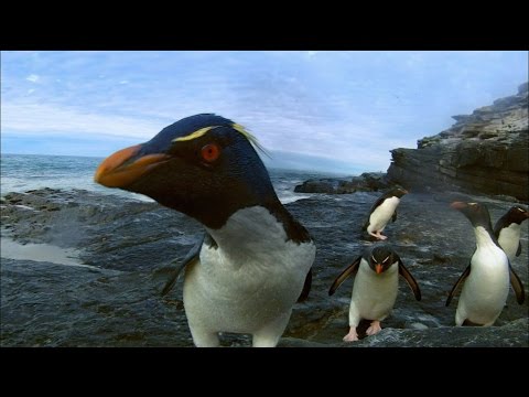 Rockhopper Penguins Make Landfall | Nature on PBS