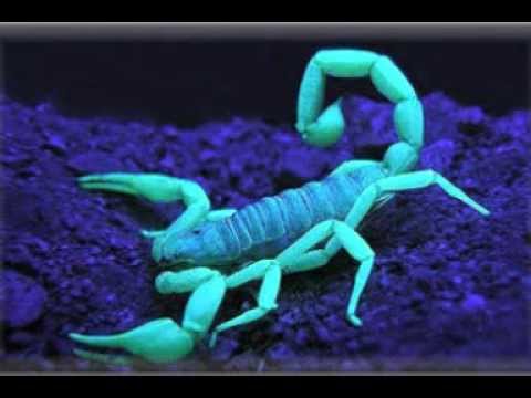 Stromae-Alors on Dance VS Leonard Cohen - Hallelujah VS Katy Perry by AlbyNos