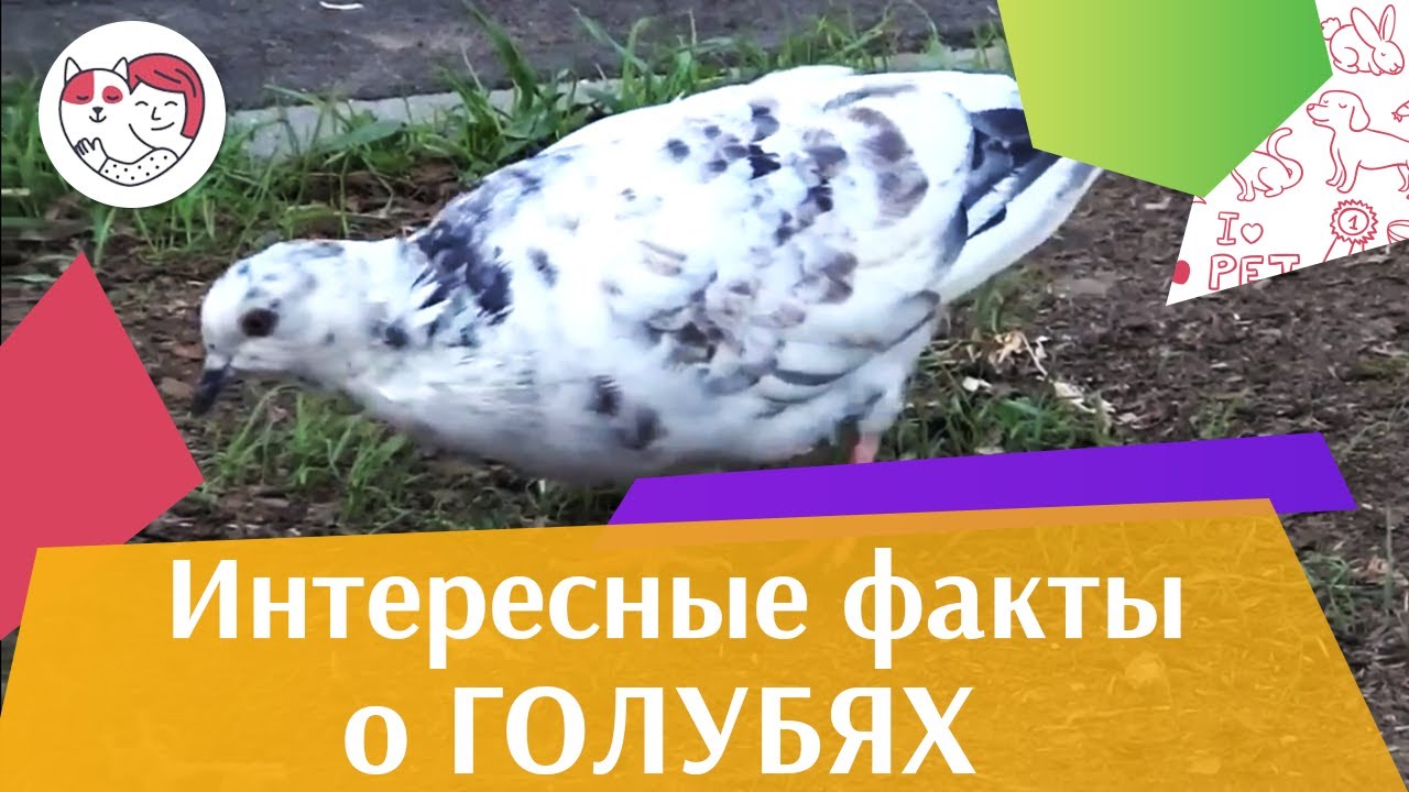 4 самых распространенных мифа о голубях на ilikepet