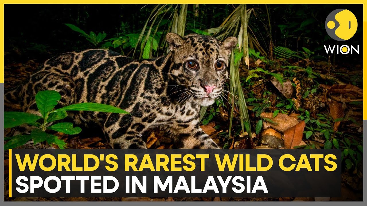 Elusive, Endangered Wild Cat Seen in Thailand for the First Time in 30 Years | WION NEWS