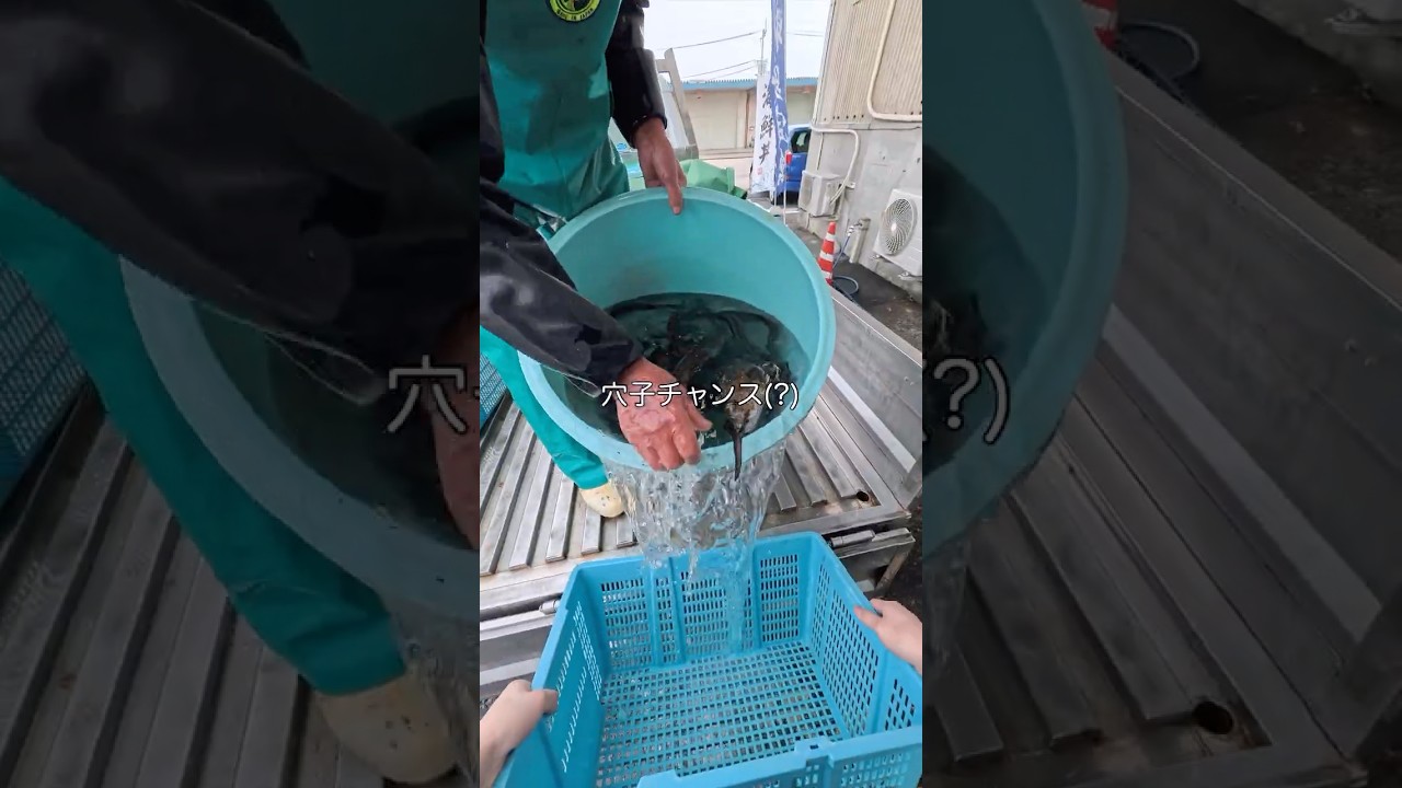 魚屋が見てる世界 -記憶が一瞬で失われる様子を捉えました-