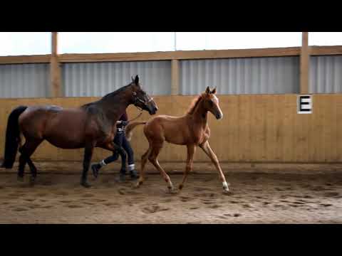 Hengst Fohlen geb. 11.05.2020 v. Le Vivaldi - Swarovski - Rubinstein