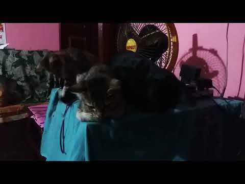 The  Super  Models@dolanaretumidolanandyou5519