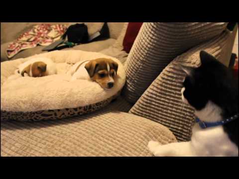 Cat Meets Puppies For The First Time