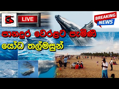 Wales watching in panadura beach - Sri Lanka by CS TV All in one