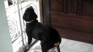 preview picture of video 'Rottweiler Osho chennai'