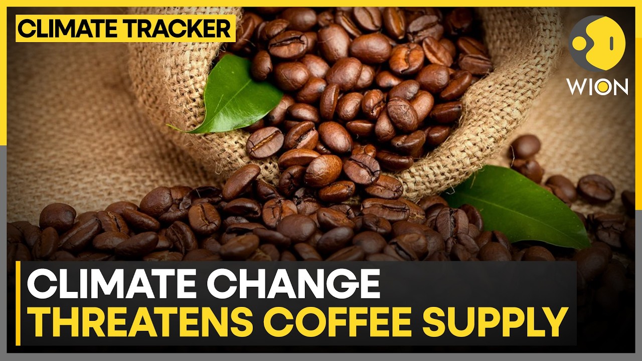 Brazil Pioneers Climate-Resilient Coffee Amid Shrinking Growing Regions | WION Climate Tracker